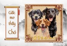 Giải mã giấc mơ thấy Chó có ý nghĩa gì ? Nằm mơ thấy con Chó có điềm báo gì ? Giải mã giấc mơ thấy Chó