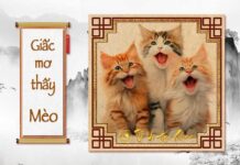 Giải mã giấc mơ thấy Mèo có ý nghĩa gì ? Nằm mơ thấy con Mèo có điềm báo gì ? Giải mã giấc mơ thấy Mèo