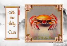 Giải mã giấc mơ thấy Cua có ý nghĩa gì ? Nằm mơ thấy con Cua có điềm báo gì ? Giải mã giấc mơ thấy Cua