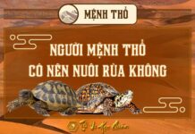 Người mệnh Hoả nuôi Rùa được không ? Có may mắn không ? Người mệnh Thổ nuôi rùa